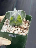 Variegated Astrophytum Myriostigma Seedgrown #1021 | Live Cactus | Rare Plant