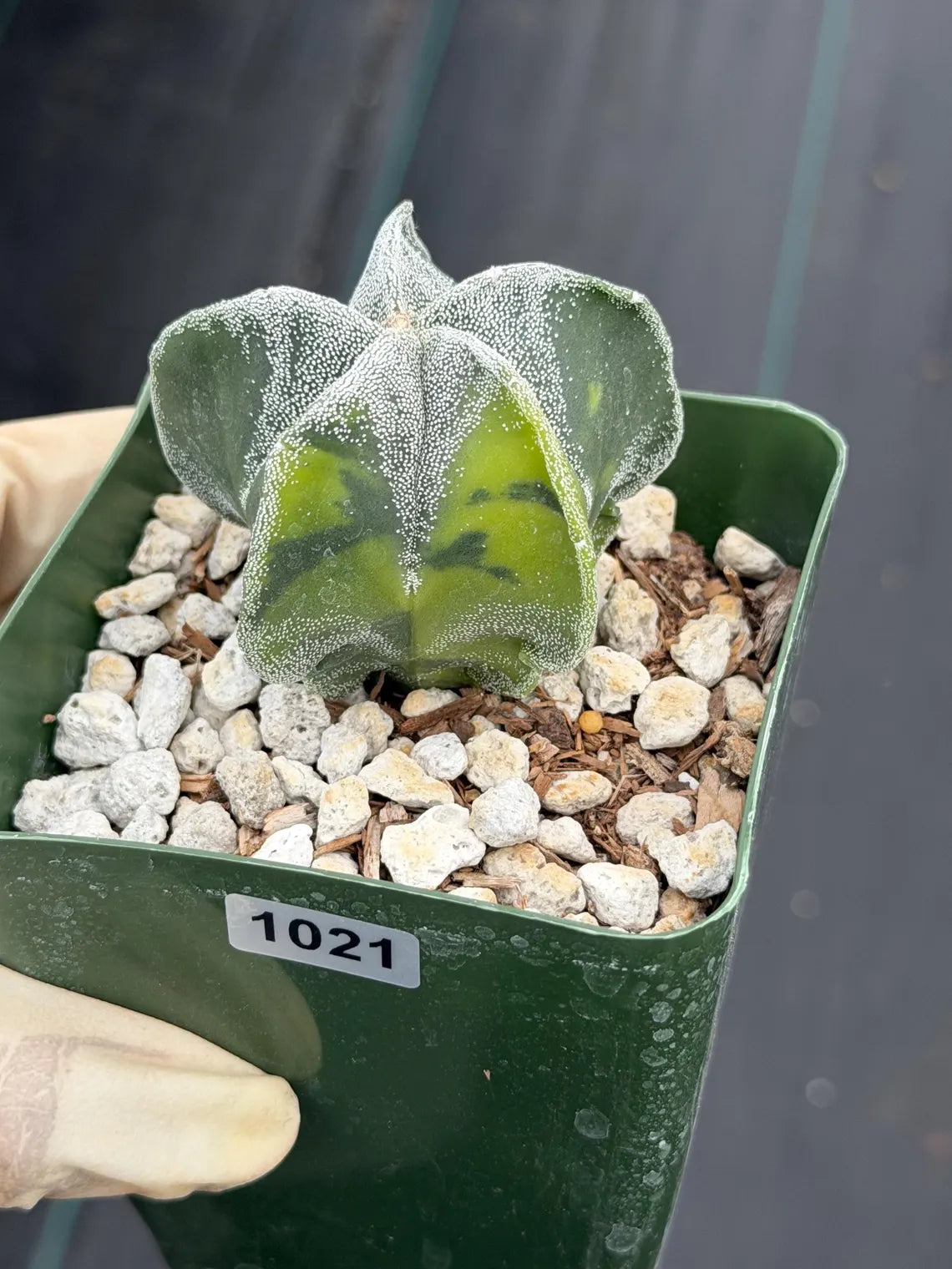 Variegated Astrophytum Myriostigma Seedgrown #1021 | Live Cactus | Rare Plant