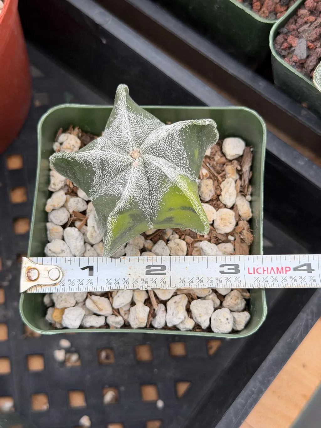 Variegated Astrophytum Myriostigma Seedgrown #1021 | Live Cactus | Rare Plant