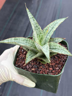 Sansevieria Widuri Silver Snake Plant | Dwarf Succulent