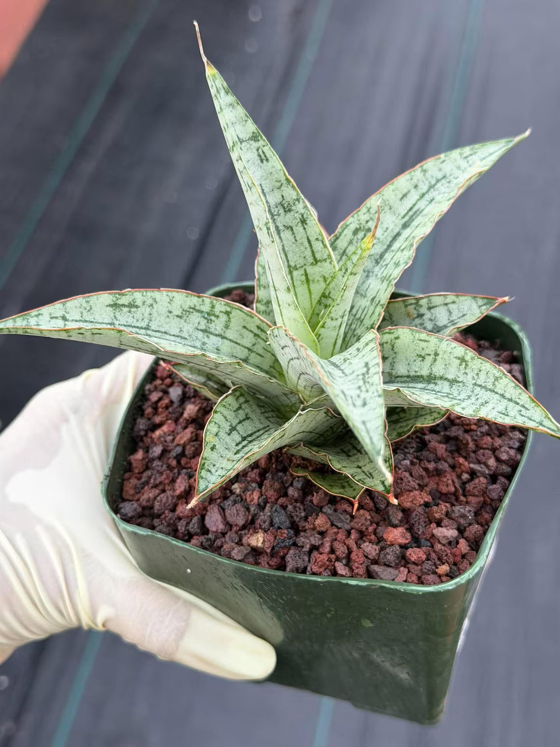 Sansevieria Widuri Silver Snake Plant | Dwarf Succulent