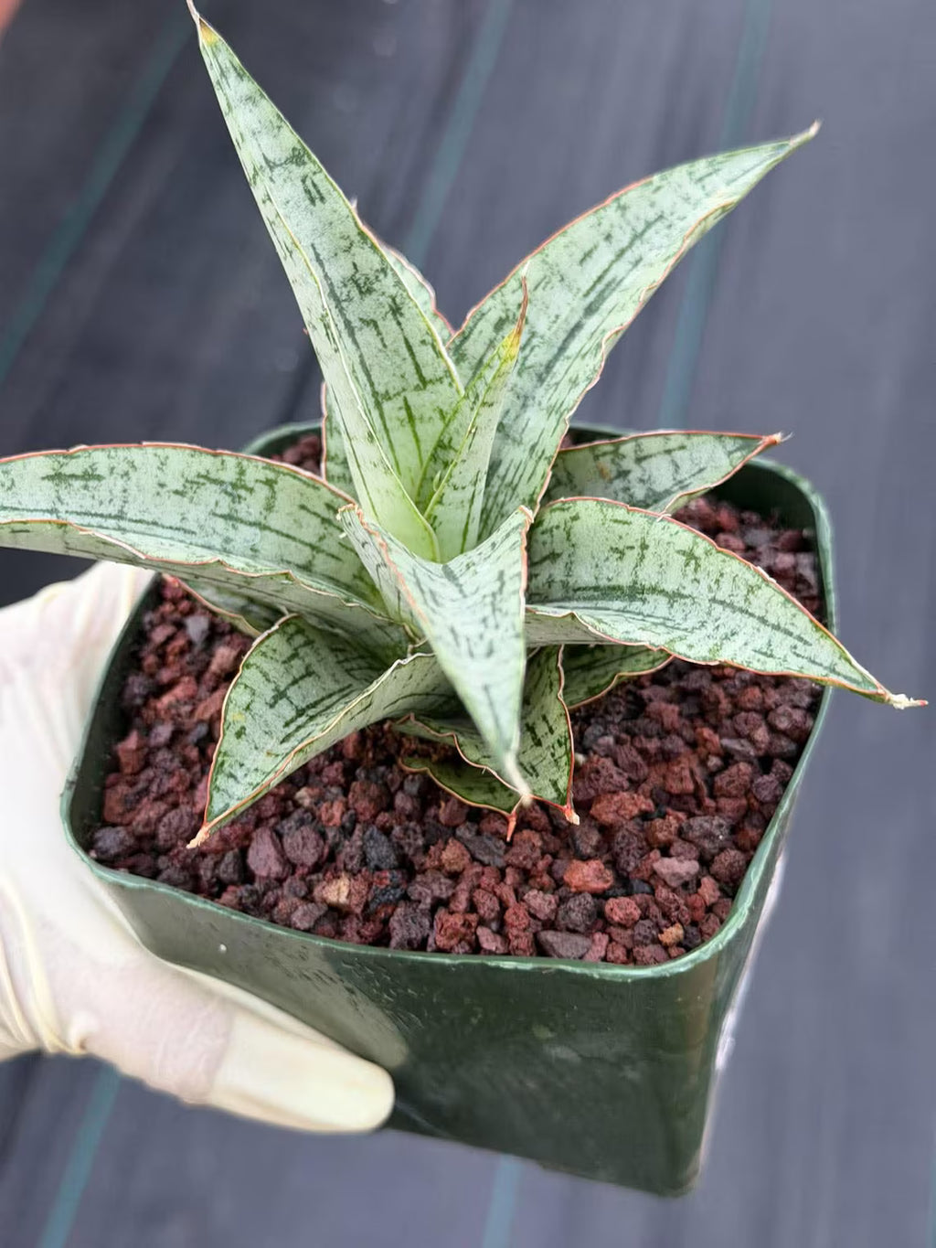 Sansevieria Widuri Silver Snake Plant | Dwarf Succulent