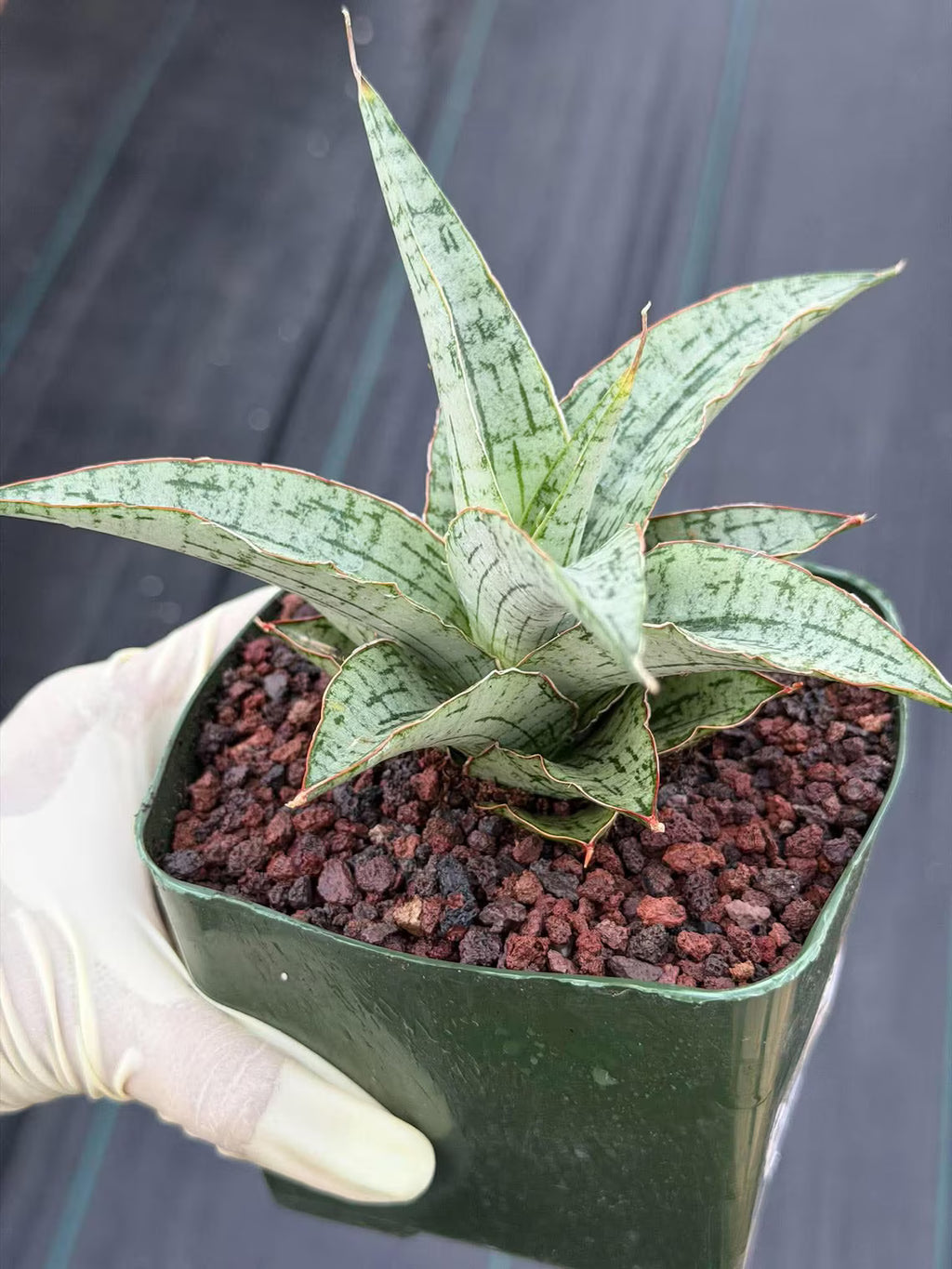 Sansevieria Widuri Silver Snake Plant | Dwarf Succulent