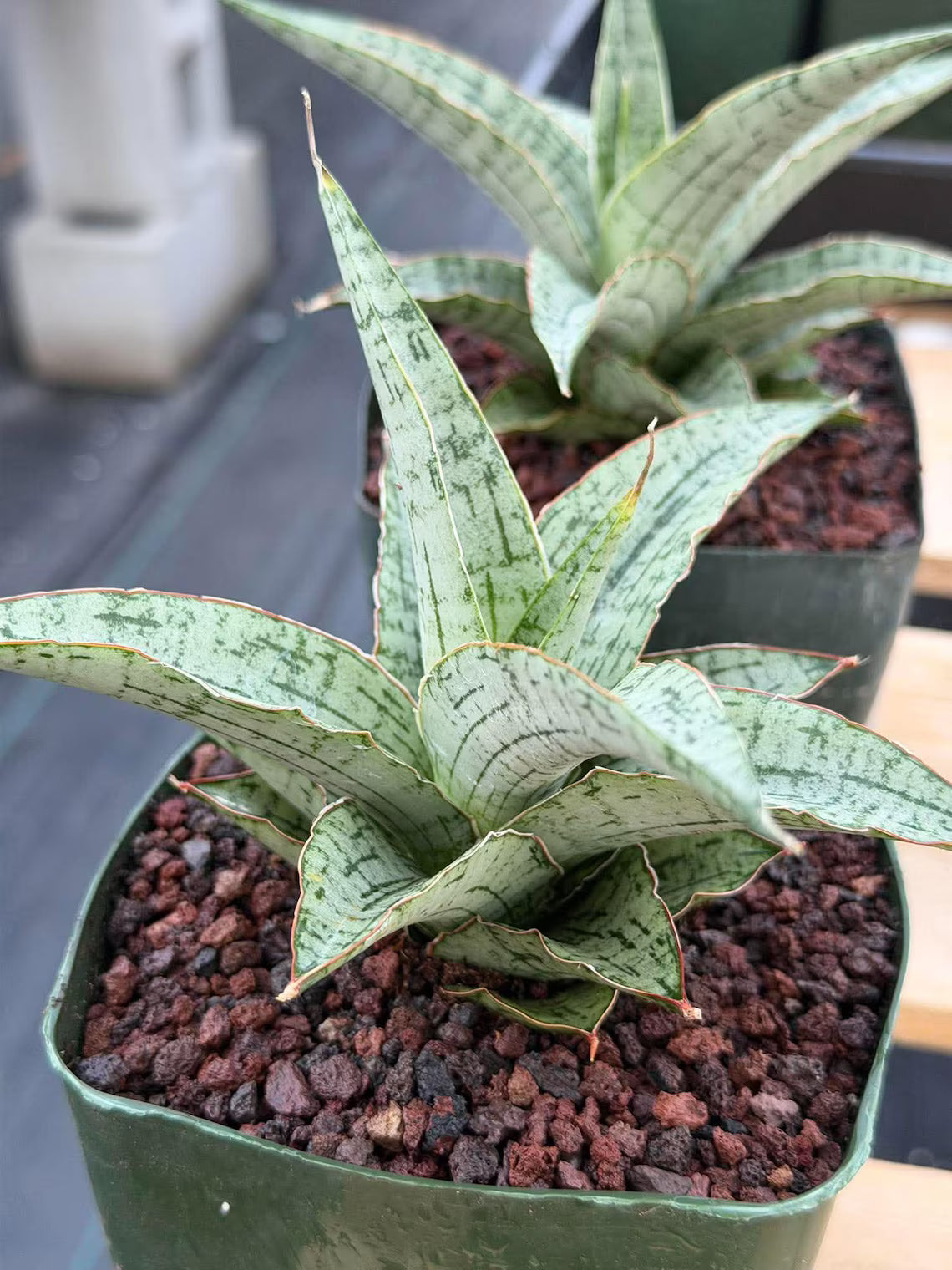 Sansevieria Widuri Silver Snake Plant | Dwarf Succulent