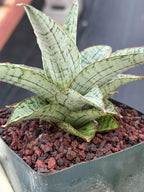 Sansevieria Widuri Silver Snake Plant | Dwarf Succulent