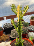 Variegated Euphorbia Mincream Succulent | Exact Plant