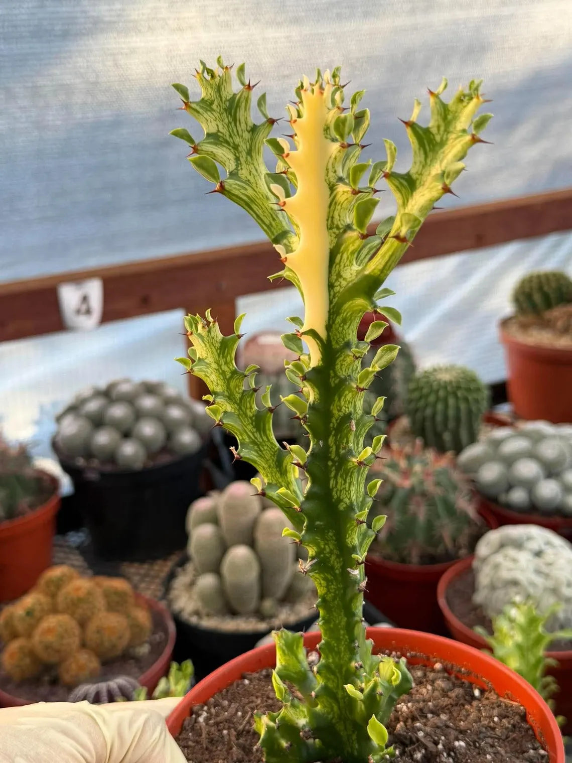Variegated Euphorbia Mincream Succulent | Exact Plant