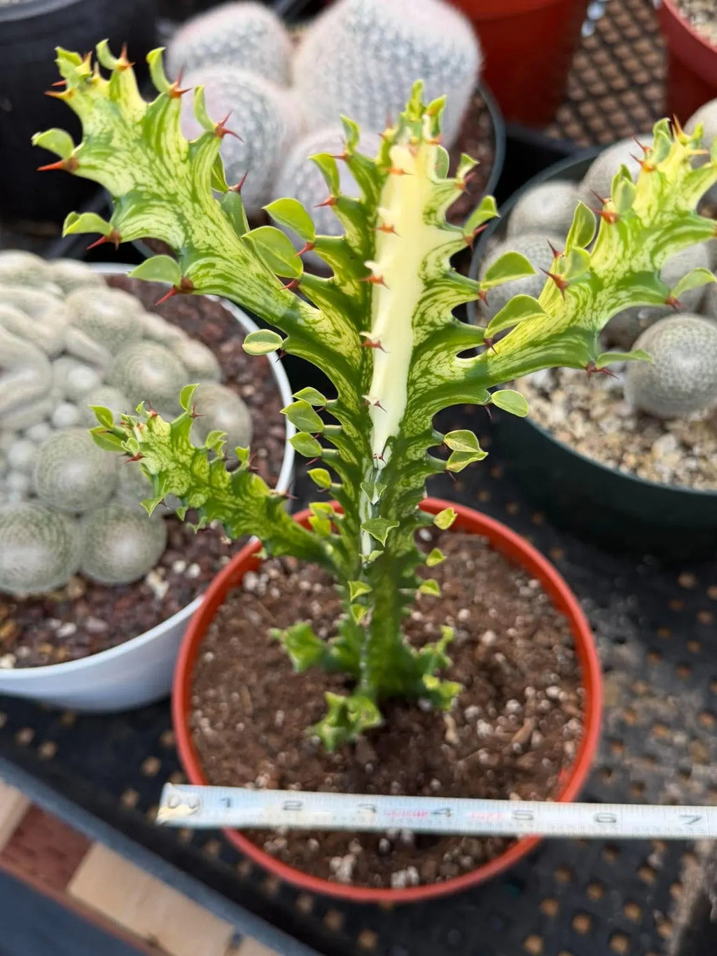 Variegated Euphorbia Mincream Succulent | Exact Plant