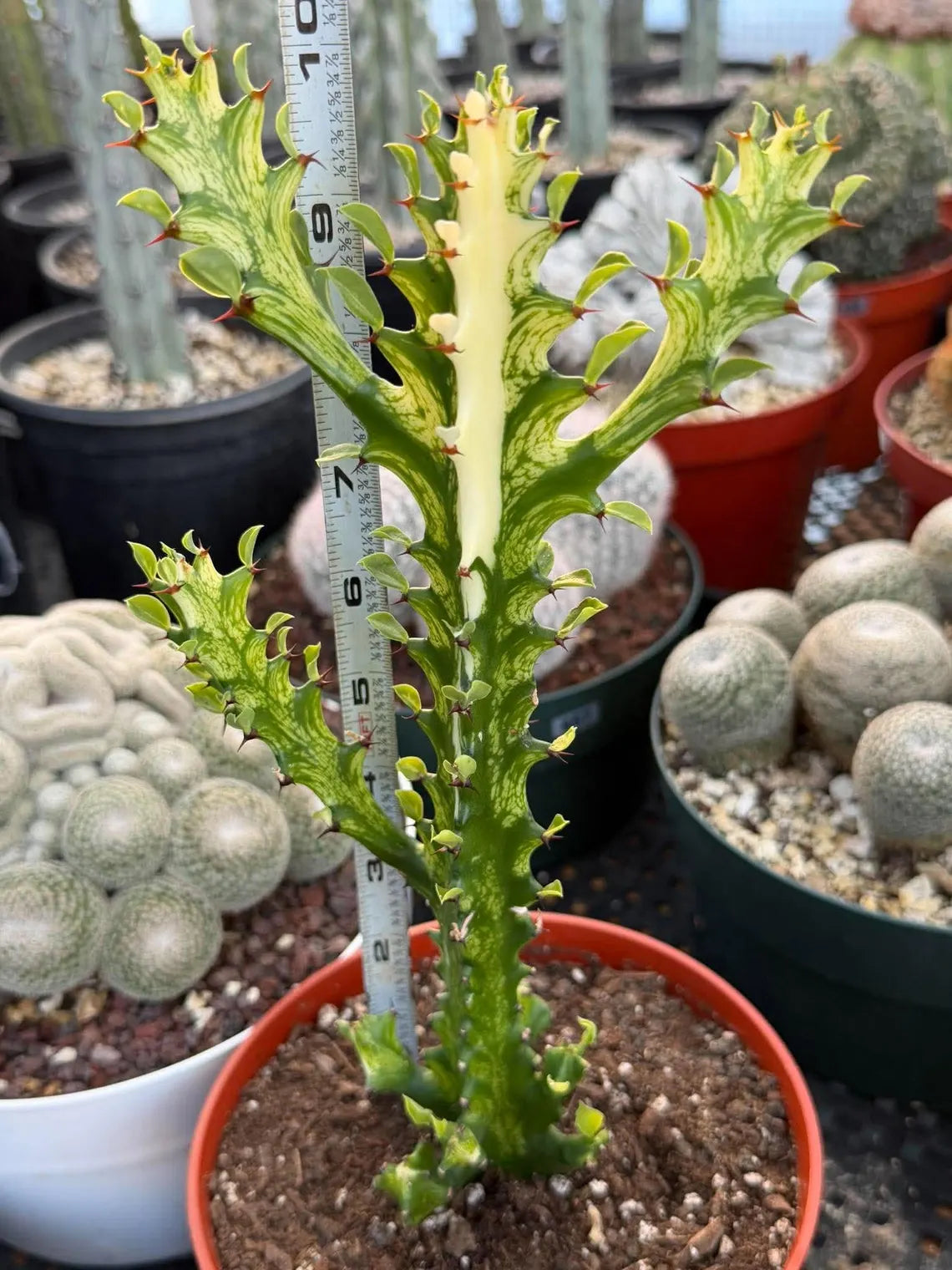 Variegated Euphorbia Mincream Succulent | Exact Plant