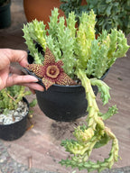 Orbea variegata Starfish Cactus – Live Bare Root Succulent