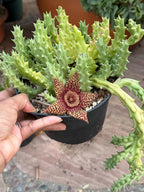 Orbea variegata Starfish Cactus – Live Bare Root Succulent