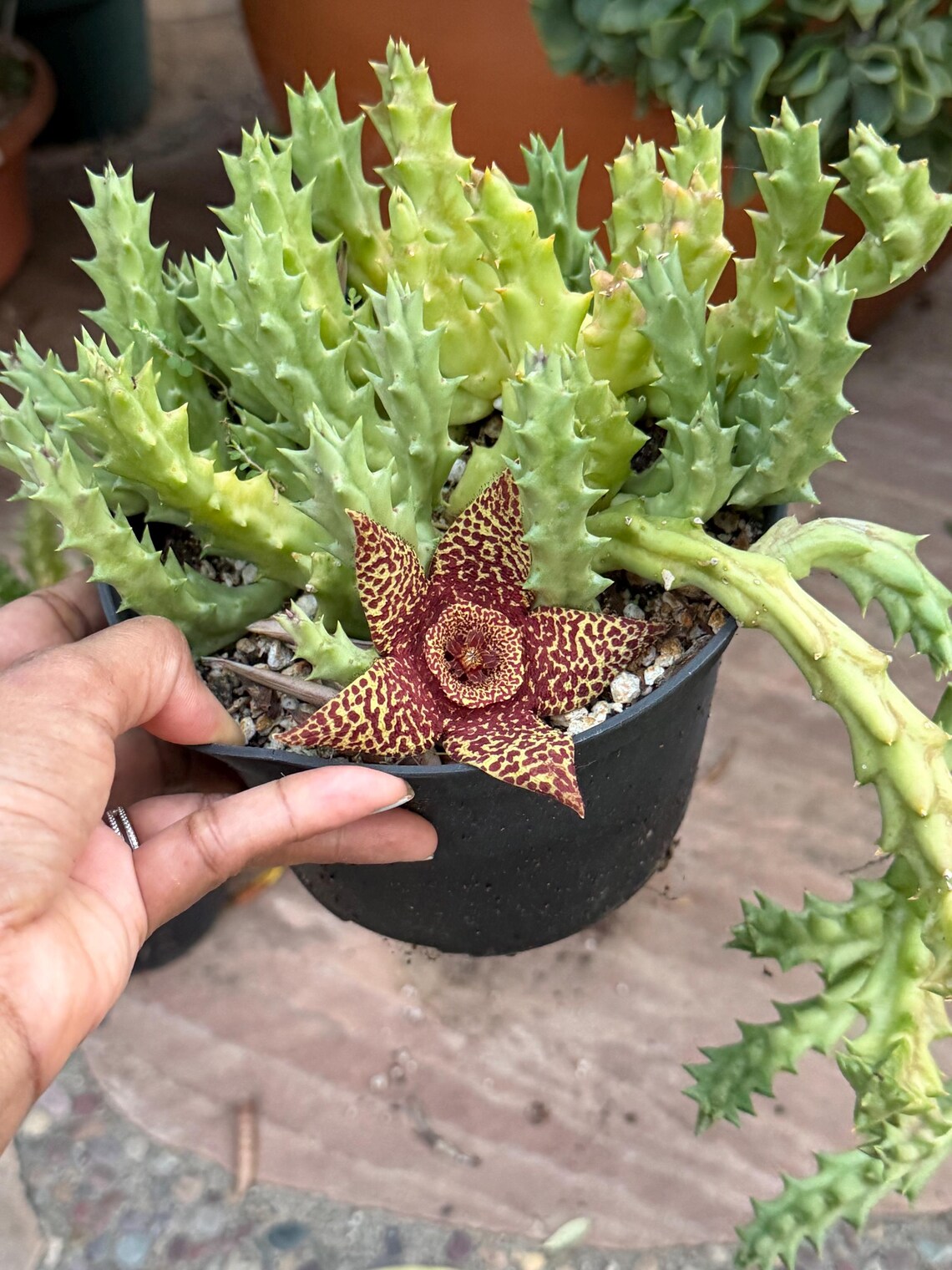 Orbea variegata Starfish Cactus – Live Bare Root Succulent