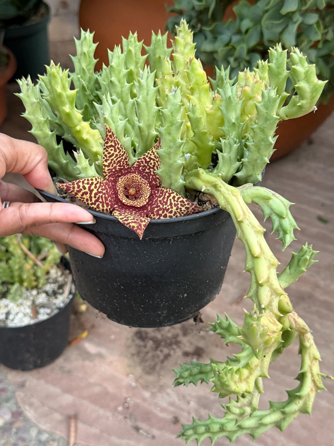 Orbea variegata Starfish Cactus – Live Bare Root Succulent