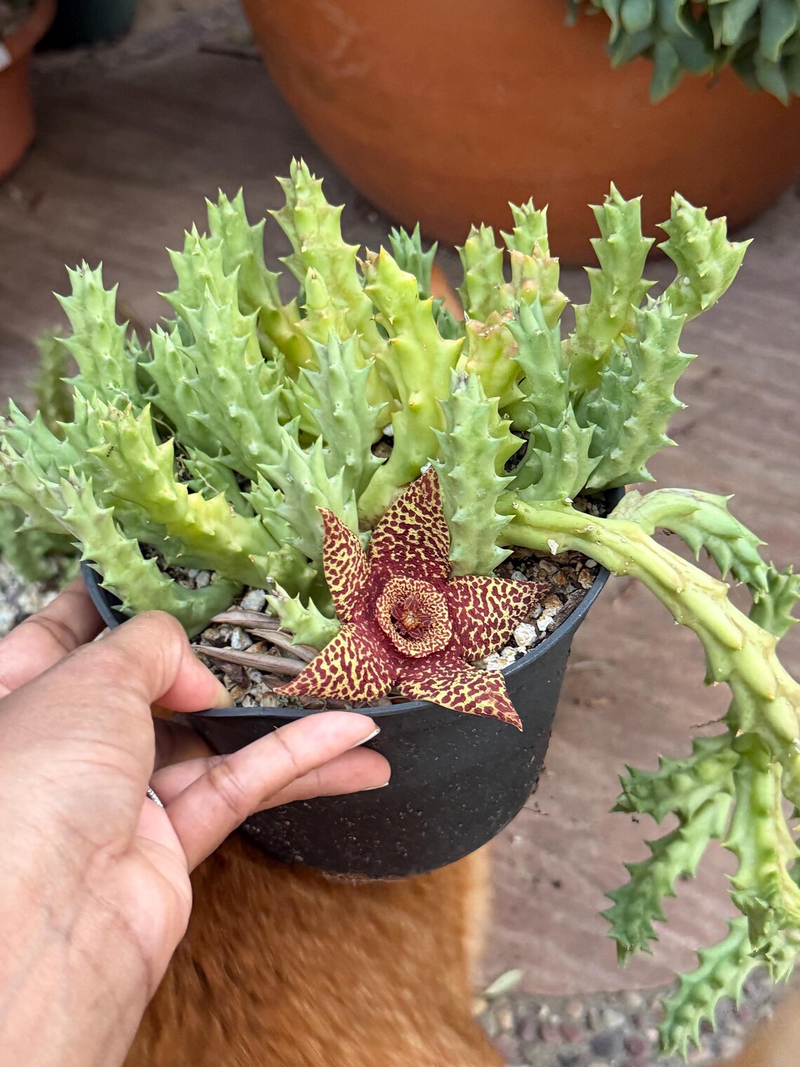 Orbea variegata Starfish Cactus – Live Bare Root Succulent