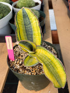 Variegated Sansevieria Phupramorn #642 | Rare Snake Plant