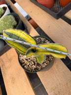 Variegated Sansevieria Phupramorn #642 | Rare Snake Plant