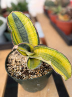 Variegated Sansevieria Phupramorn #642 | Rare Snake Plant