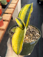 Variegated Sansevieria Phupramorn #642 | Rare Snake Plant