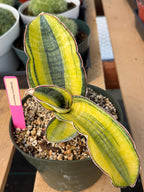 Variegated Sansevieria Phupramorn #642 | Rare Snake Plant