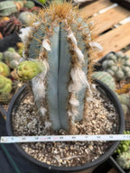 Blue Woolly Torch Cactus #1064 | Pilosocereus pachycladus