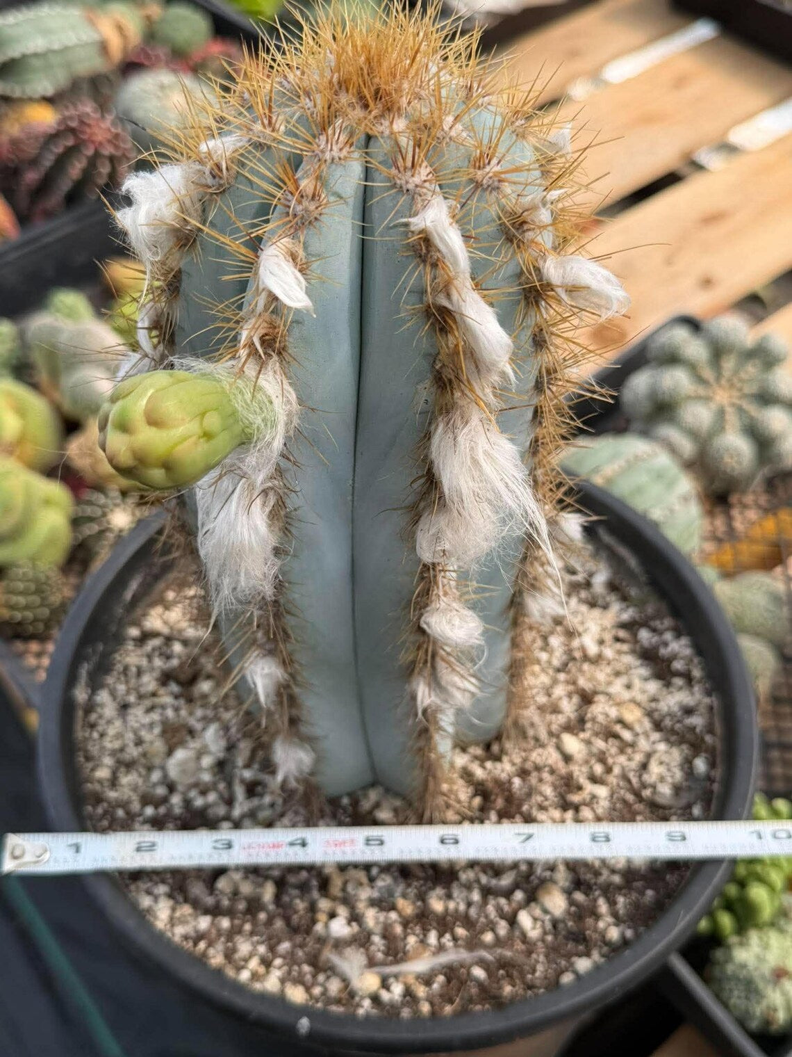 Blue Woolly Torch Cactus #1064 | Pilosocereus pachycladus