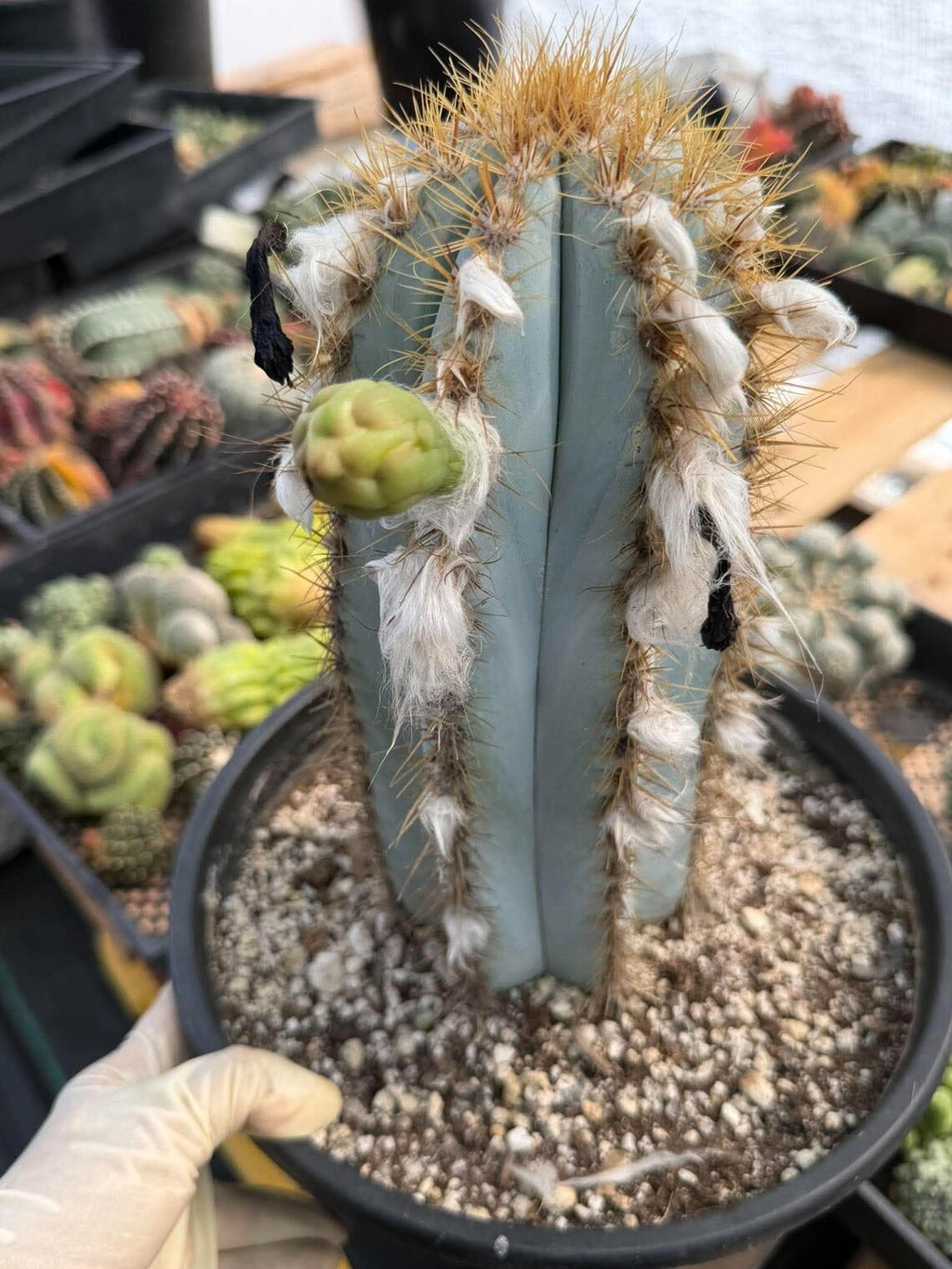 Blue Woolly Torch Cactus #1064 | Pilosocereus pachycladus