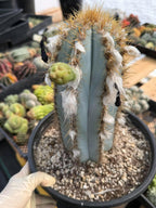 Blue Woolly Torch Cactus #1064 | Pilosocereus pachycladus