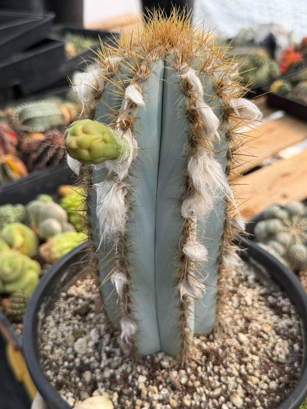 Blue Woolly Torch Cactus #1064 | Pilosocereus pachycladus