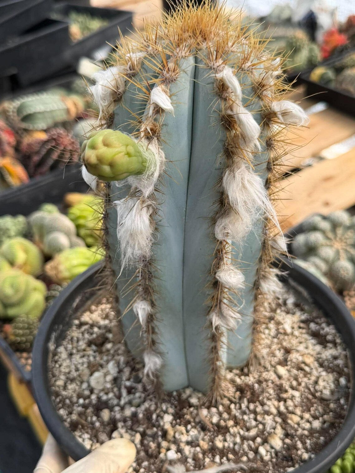 Blue Woolly Torch Cactus #1064 | Pilosocereus pachycladus