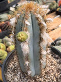 Blue Woolly Torch Cactus #1064 | Pilosocereus pachycladus