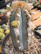 Blue Woolly Torch Cactus #1064 | Pilosocereus pachycladus