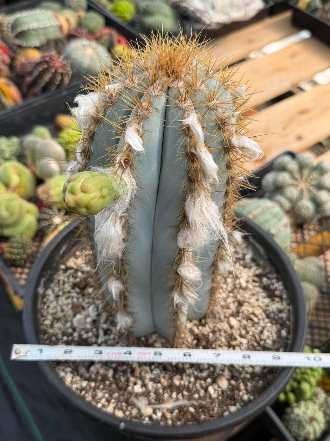 Blue Woolly Torch Cactus #1064 | Pilosocereus pachycladus