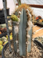 Blue Woolly Torch Cactus #1064 | Pilosocereus pachycladus
