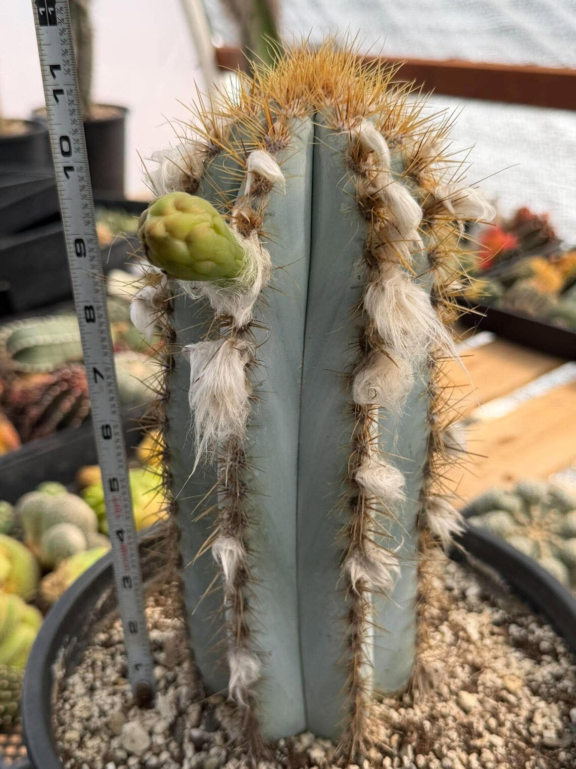 Blue Woolly Torch Cactus #1064 | Pilosocereus pachycladus
