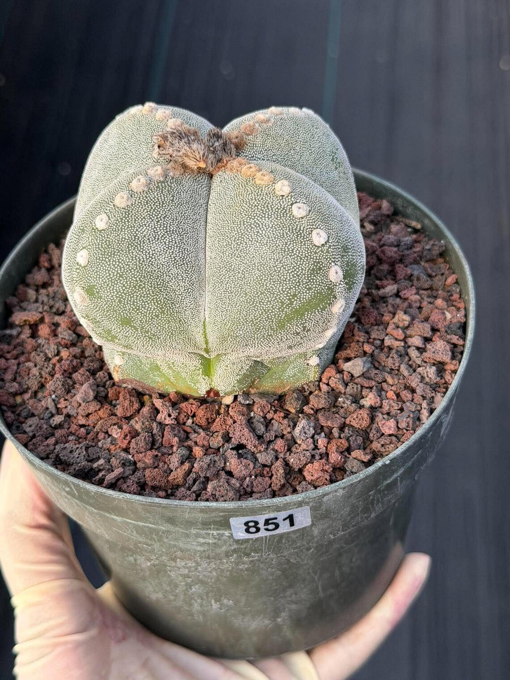 Rare Astrophytum Myriostigma Bishop's Cap Cactus, Live Collector 4-Ribbed Succulent #851