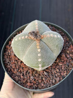 Rare Astrophytum Myriostigma Bishop's Cap Cactus, Live Collector 4-Ribbed Succulent #851