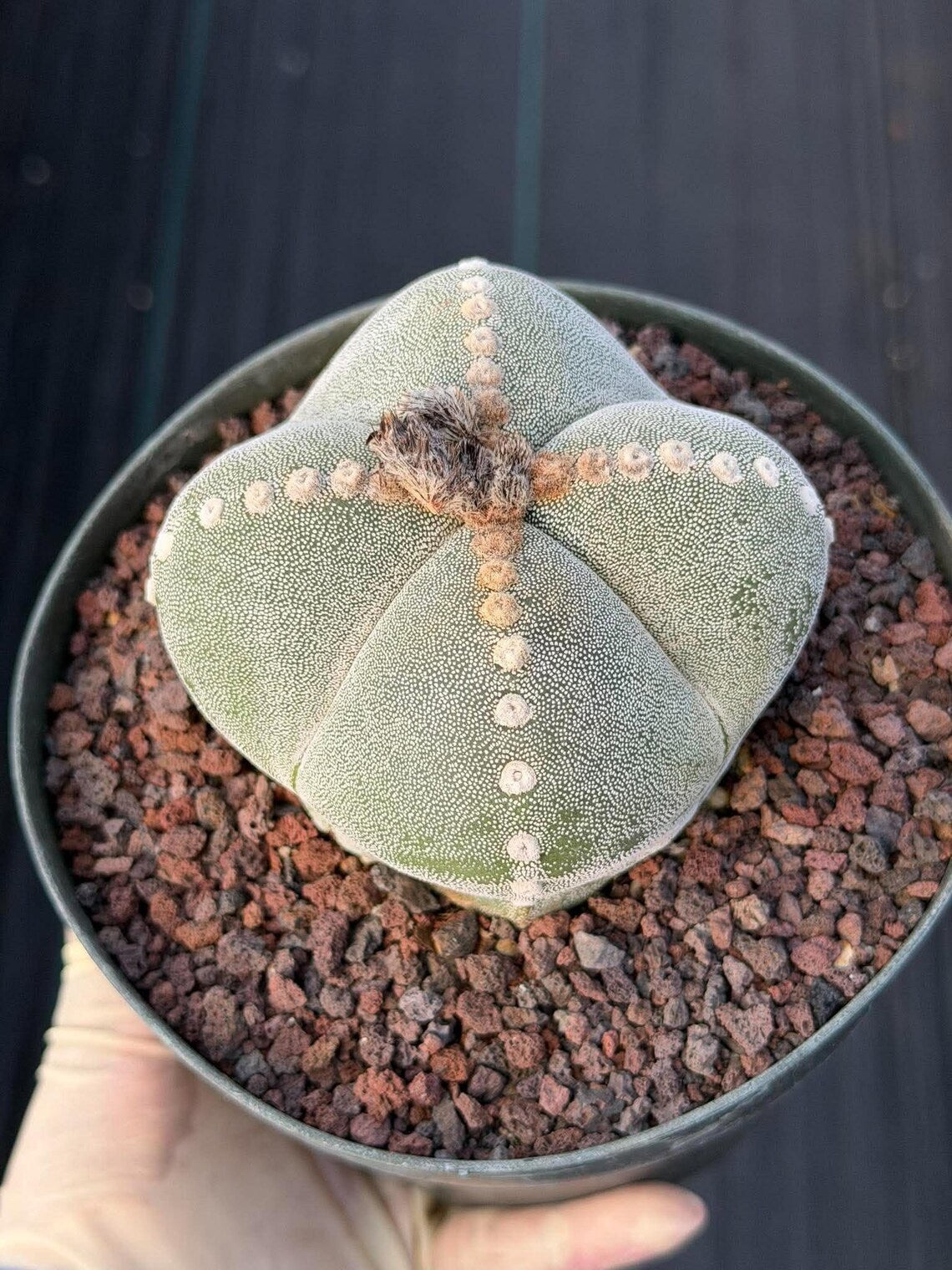Rare Astrophytum Myriostigma Bishop's Cap Cactus, Live Collector 4-Ribbed Succulent #851