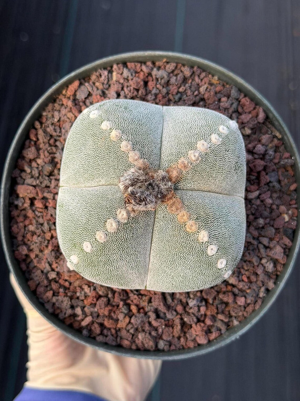 Rare Astrophytum Myriostigma Bishop's Cap Cactus, Live Collector 4-Ribbed Succulent #851