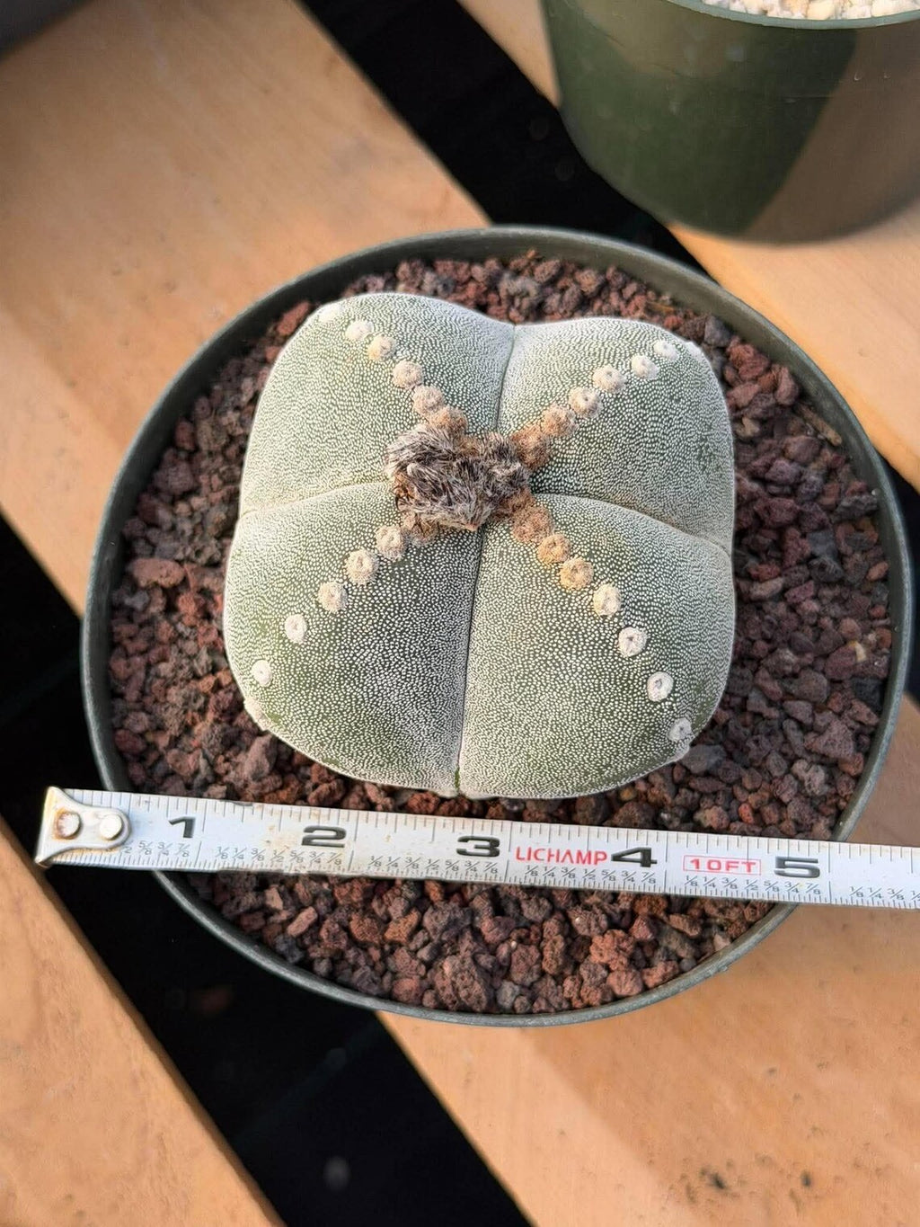 Rare Astrophytum Myriostigma Bishop's Cap Cactus, Live Collector 4-Ribbed Succulent #851