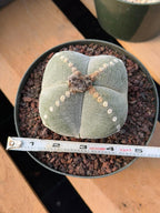 Rare Astrophytum Myriostigma Bishop's Cap Cactus, Live Collector 4-Ribbed Succulent #851