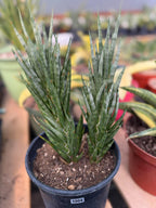 Sansevieria Francisii Snake Plant #1004 | Dual Stalk