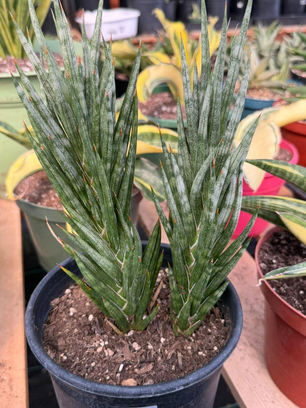 Sansevieria Francisii Snake Plant #1004 | Dual Stalk