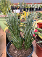 Sansevieria Francisii Snake Plant #1004 | Dual Stalk
