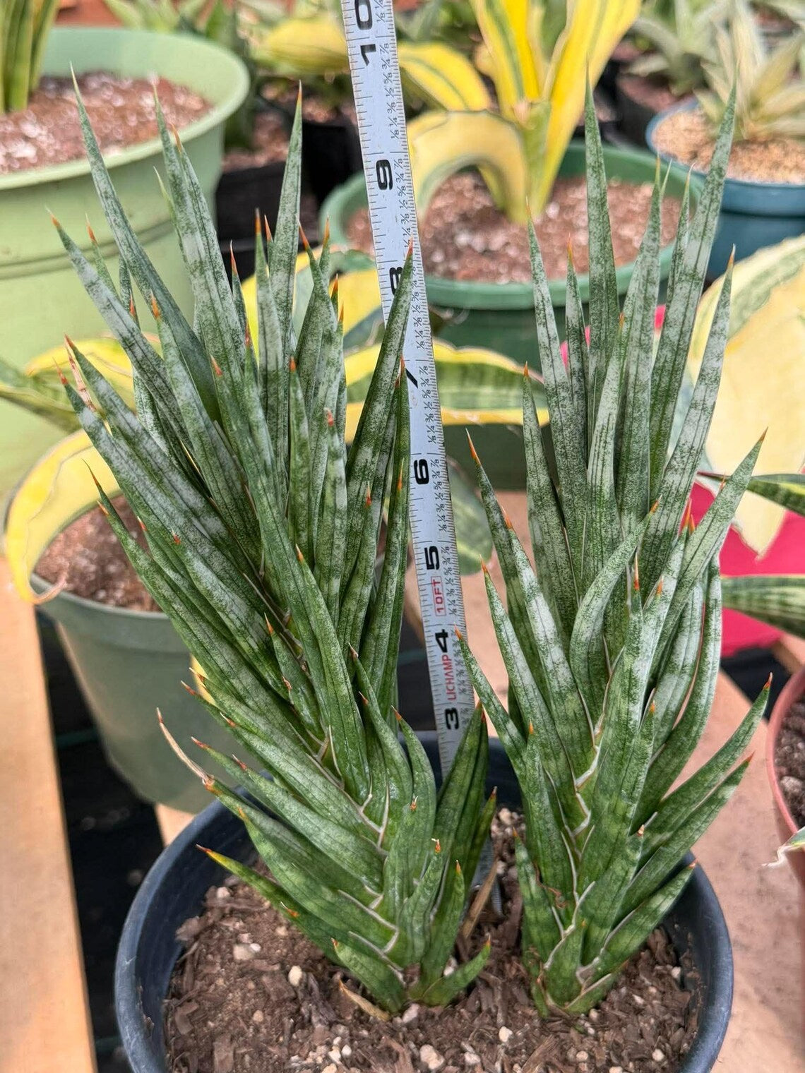 Sansevieria Francisii Snake Plant #1004 | Dual Stalk
