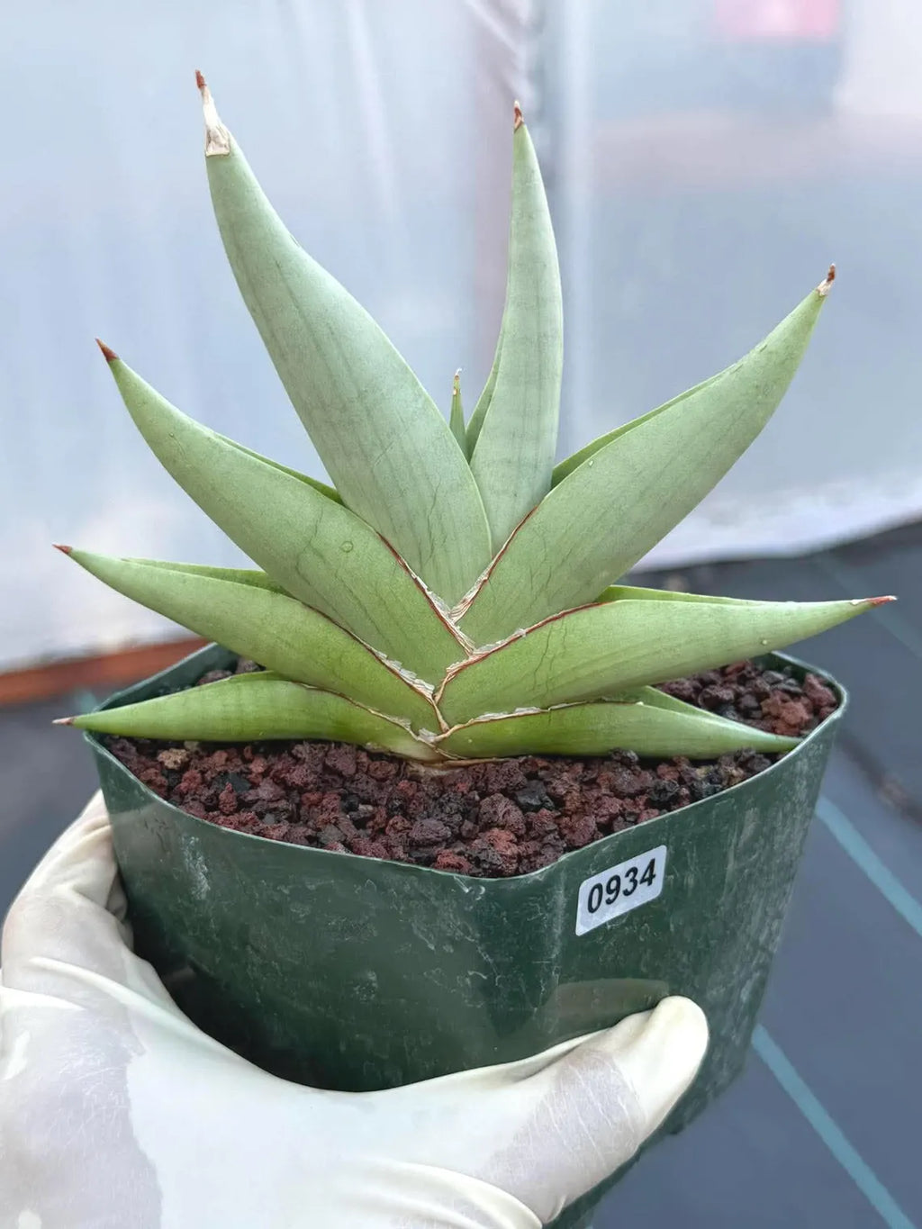 Rare Sansevieria Channin Fan Form Snake Plant, Live Collector Fan Shaped Succulent #934