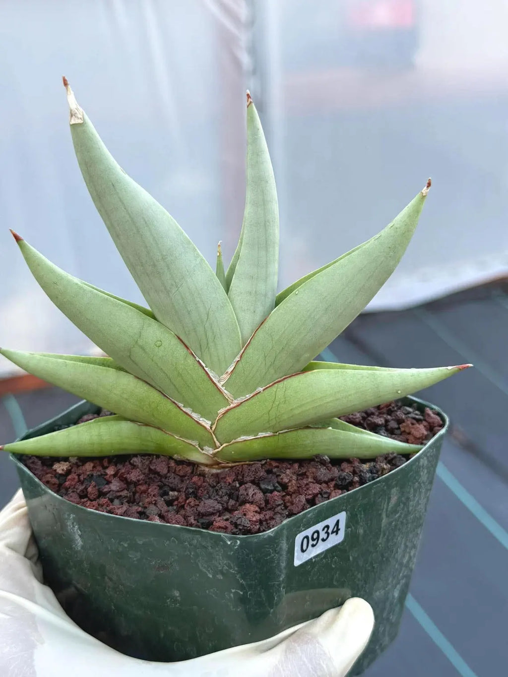 Rare Sansevieria Channin Fan Form Snake Plant, Live Collector Fan Shaped Succulent #934