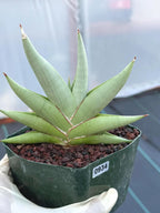 Rare Sansevieria Channin Fan Form Snake Plant, Live Collector Fan Shaped Succulent #934