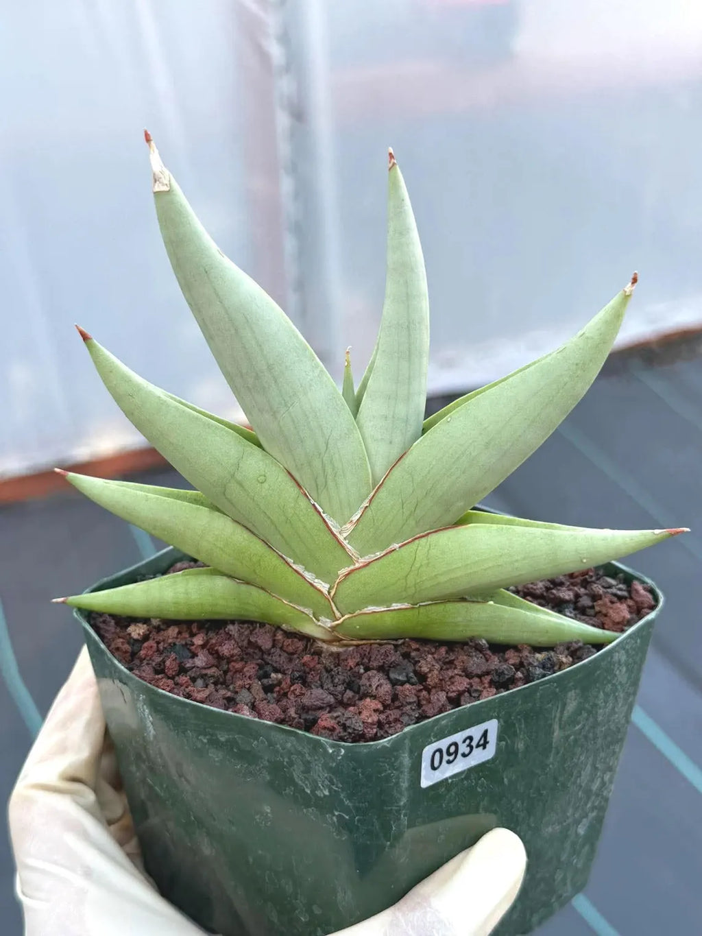 Rare Sansevieria Channin Fan Form Snake Plant, Live Collector Fan Shaped Succulent #934
