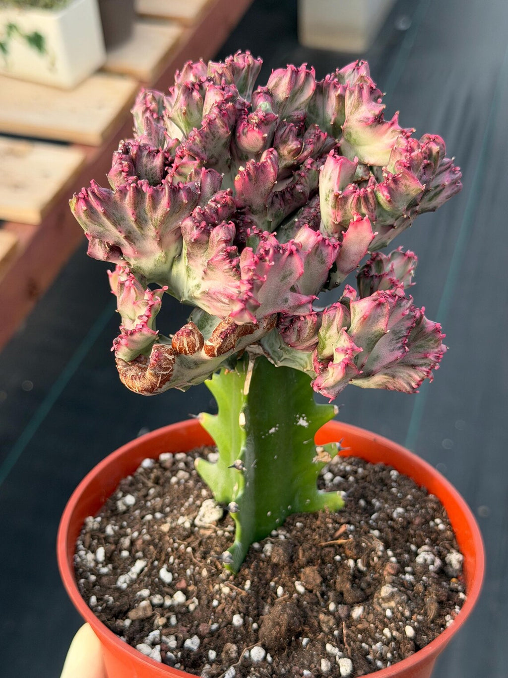 Crested Coral Cactus | Crested Euphorbia Lactea | Unique Ocean Coral Plant | Live Cactus