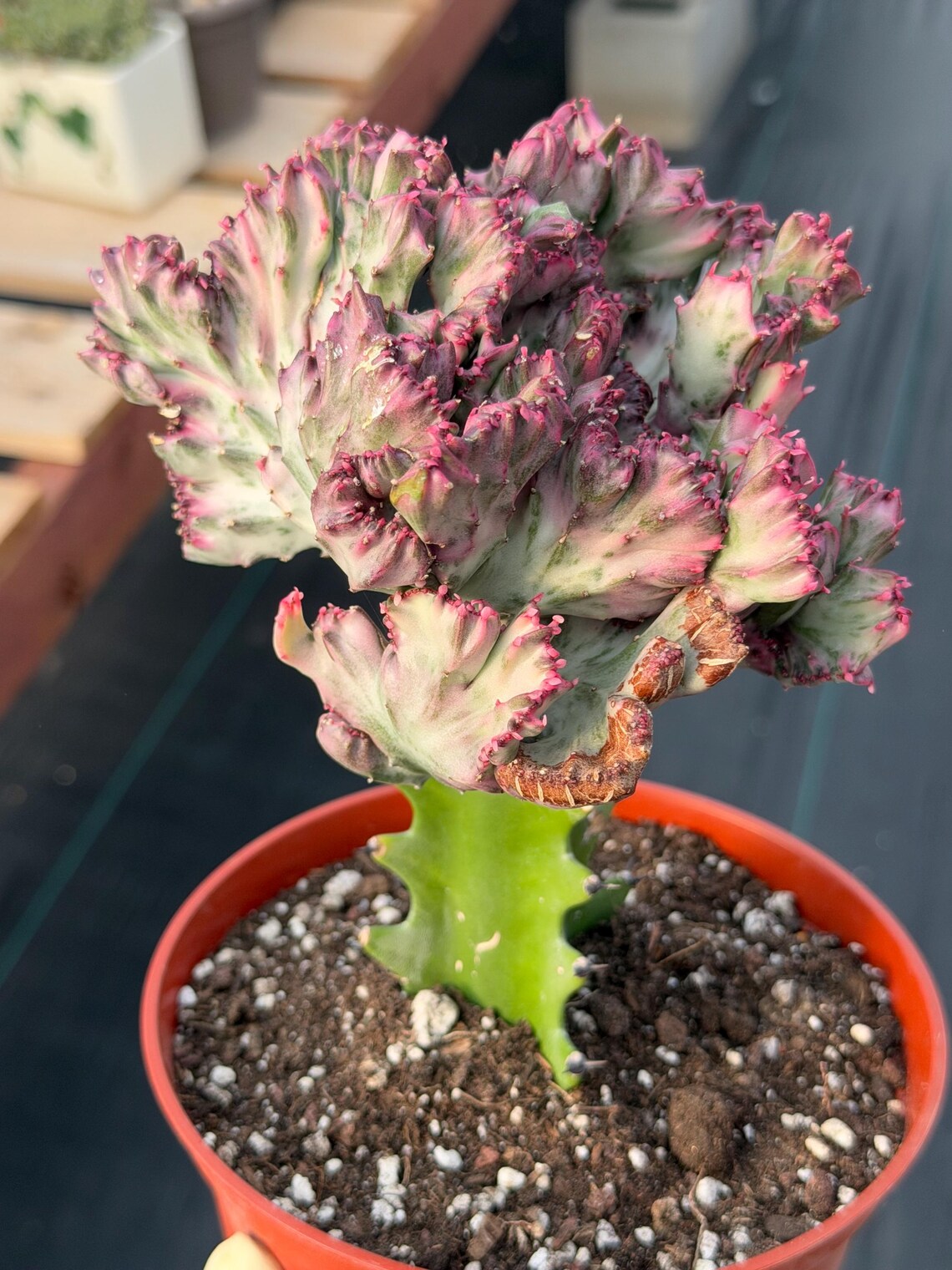 Crested Coral Cactus | Crested Euphorbia Lactea | Unique Ocean Coral Plant | Live Cactus